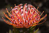 Sample image from gallery